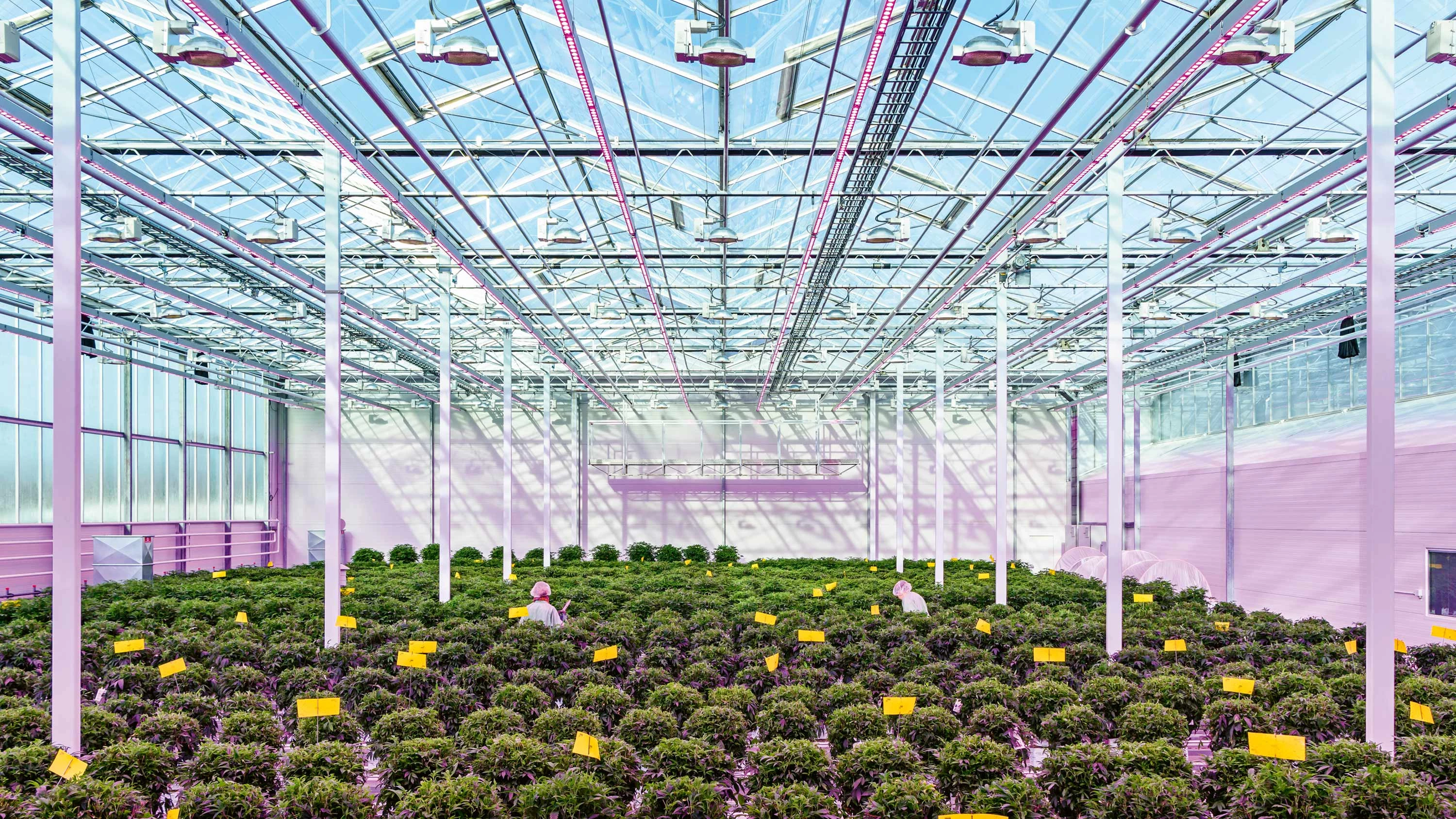 Alastair Philip Wiper