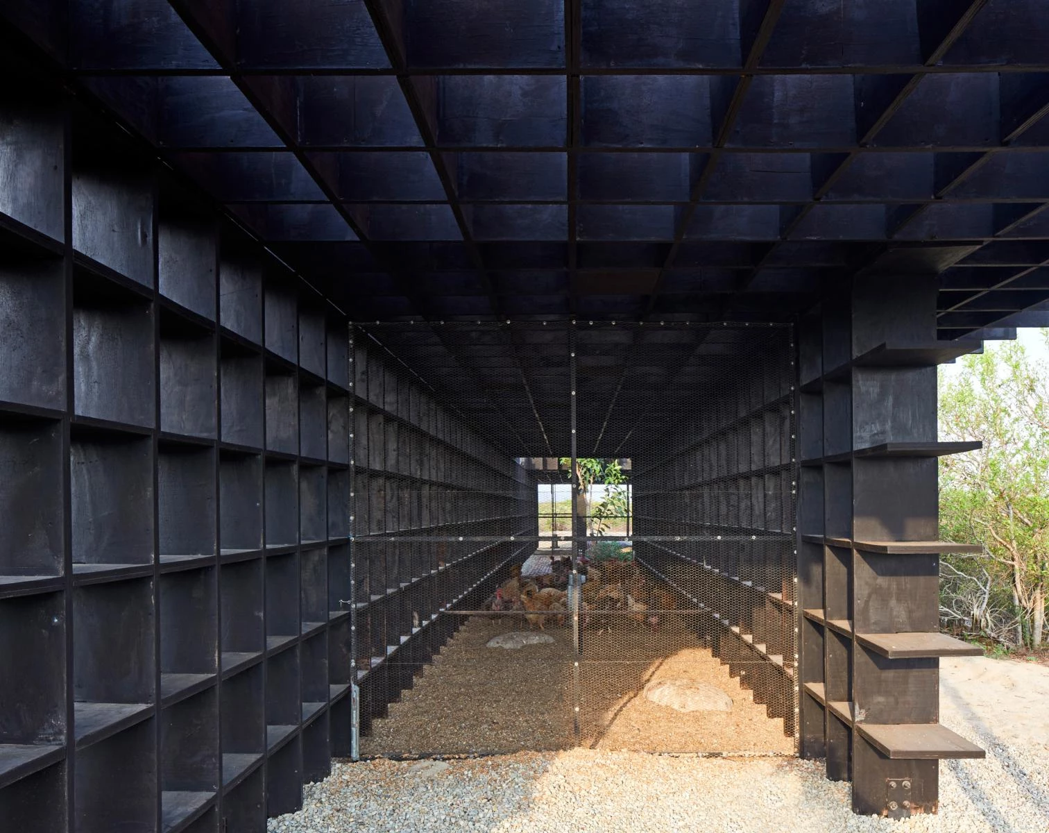 Gallinero, Puerto Escondido