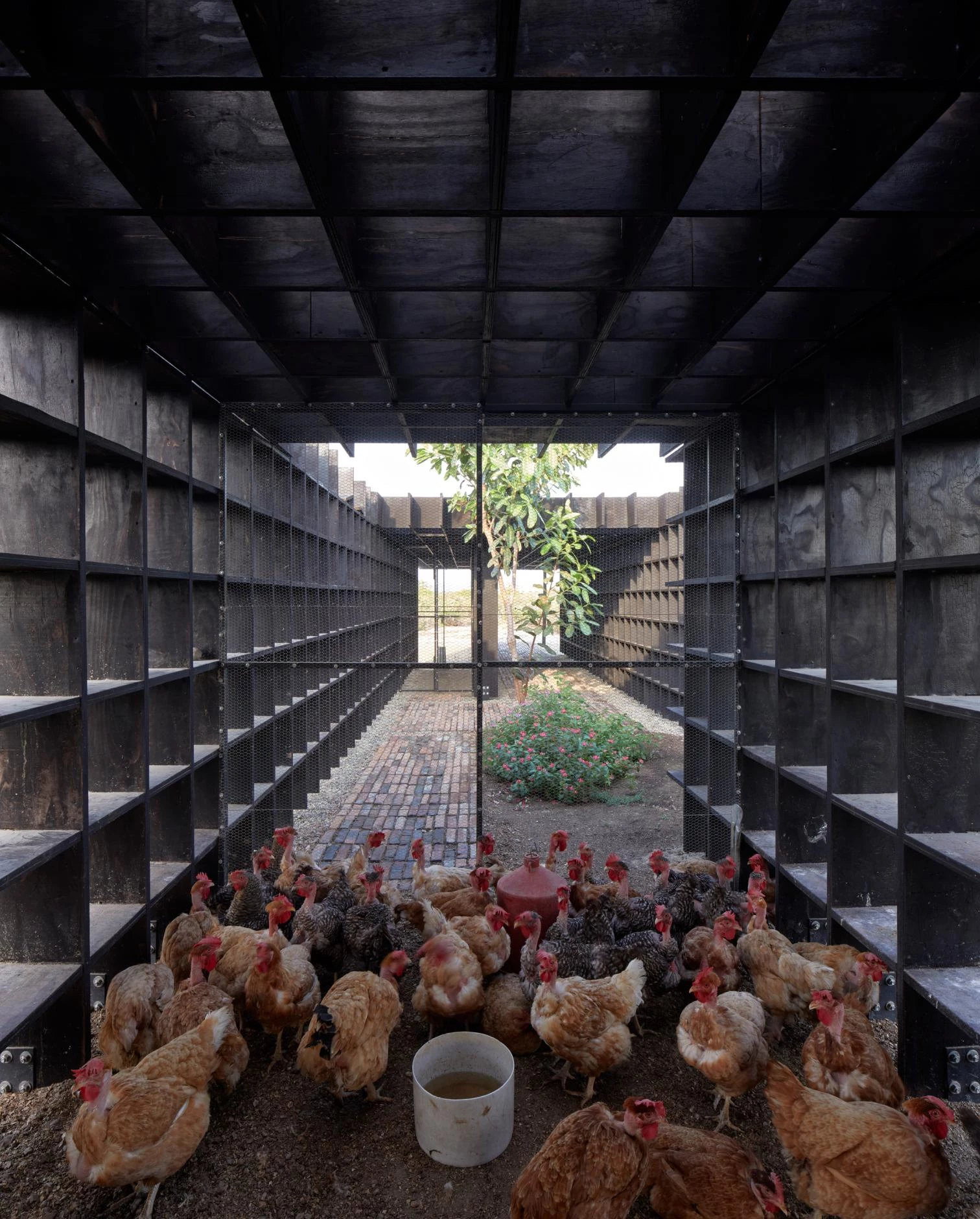 Gallinero, Puerto Escondido